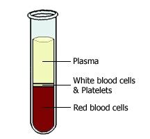 Blood And The Cells It Contains Blood Groups And Red Cell Antigens