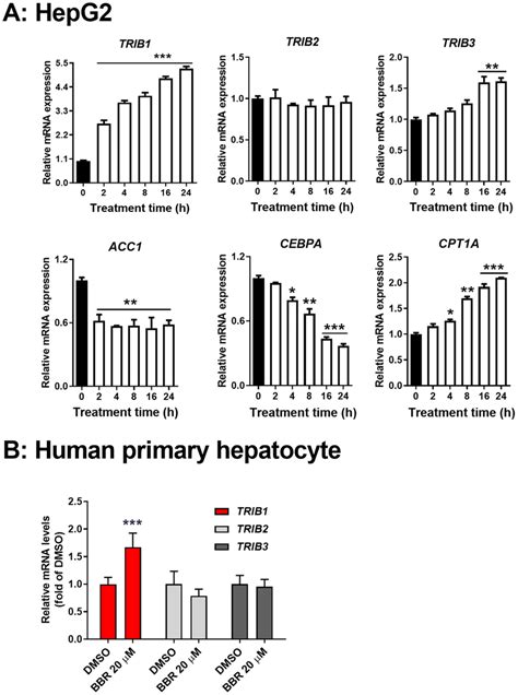 Induction Of Trib Gene Expression And Downregulation Of Lipogenic