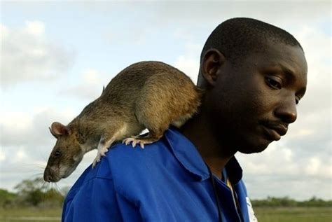 Gambian pouched rat - Alchetron, The Free Social Encyclopedia