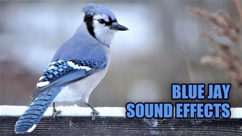 Blue Jay Sounds 🐦 Blue Jay Sound Effect Youtube