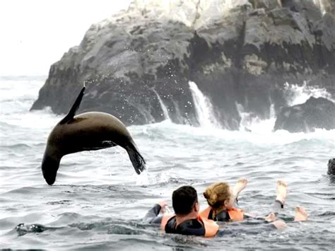 Swimming With Sea Lions Lima Peru Home Swim With Sea Lions In Lima And