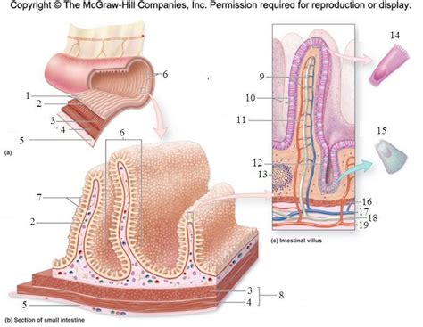 Small Intestine Section Diagram Quizlet