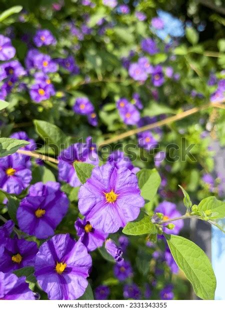 Blue Potato Bushvine Plant Lycianthes Rantonnetii Stock Photo