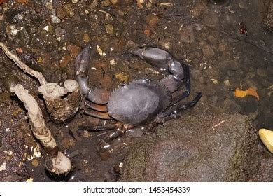 Orange Mud Crab Scylla Olivacea Swimming Stock Photo