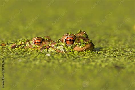 Bufo Bufo The Common Toad European Toad Or In Anglophone Parts Of