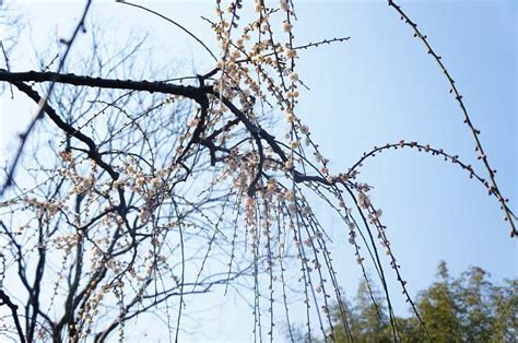 上海莘庄公园梅花盛开 感受初春浪漫上海旅游攻略 正在旅行