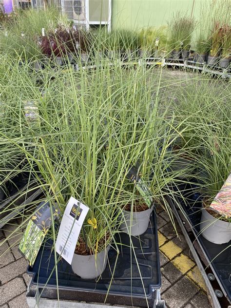 Miscanthus Sinensis Pink Cloud C4 6 Heinje Flickr