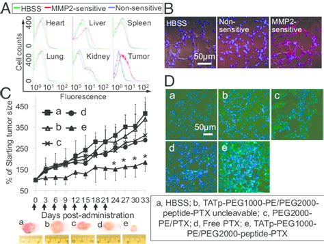 In Vivo Tumor Targeting And Antitumor Efficacy A In Vivo Cell