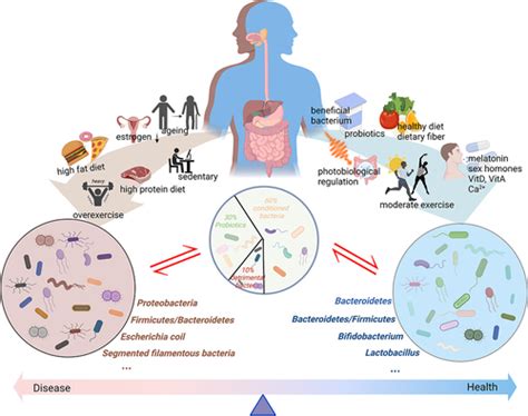 Full Article Progress Of Linking Gut Microbiota And Musculoskeletal