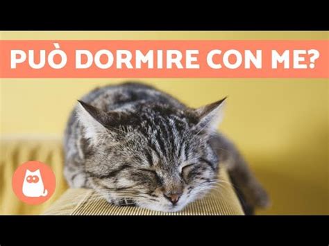 Dove Far Dormire Il Gatto Di Notte E Come Farlo Dormire