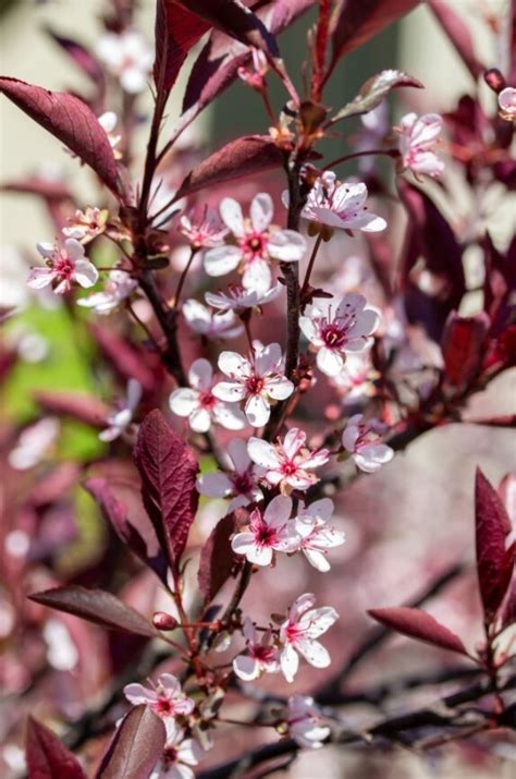 Purple Leaf Sand Cherry 1 Gal Online Store Bremerton City Nursery