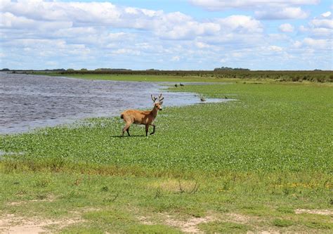 Qu Hacer Y C Mo Llegar Al Parque Nacional Ciervo De Los Pantanos Una