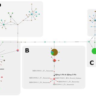 Louse Pediculus Humanus Cytochrome B Haplotype Network Showing That