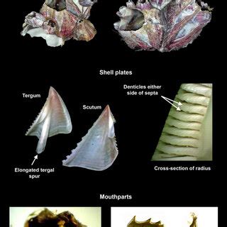 Taxonomic Characters From The Dissection Of Megabalanus Coccopoma