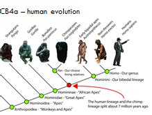 CB4a Edexcel 9 1 Human Evolution Lesson 3 Teaching Resources