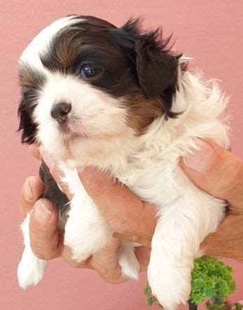 Reinrassige Shih Tzu Welpen Abzugeben Tricolor Sie In Nettersheim