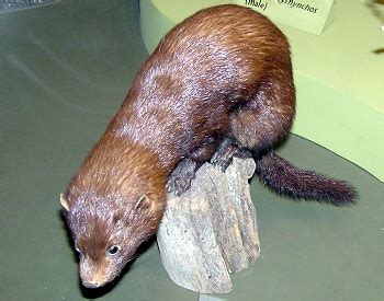 Sea Mink: Facts & Extinction | Study.com