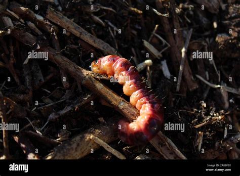 Goat moth larvae hi-res stock photography and images - Alamy