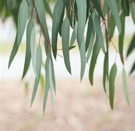 Varieties of Eucalyptus Trees (with Pictures) | eHow