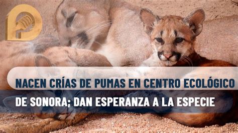 Nacen Crías De Pumas En Centro Ecológico De Sonora Dan Esperanza A