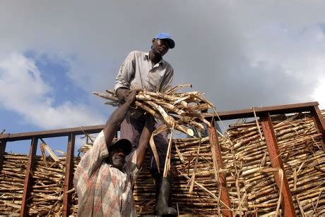 Haitian Workers Load Sugar Cane Cart Editorial Stock Photo Stock