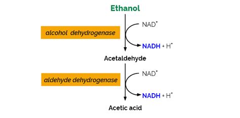 Ethanol Assay Kit A Matrix Ng