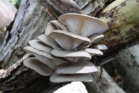 Metalli Pesanti Funghi Medicinali L Importanza Della Produzione BIO