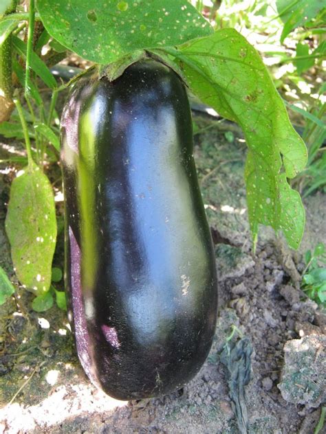 Eggplant Solanum Melongena Diamond In The Eggplants Database