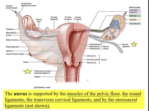 Biol 2320 Exploring The Reproductive System 4 7 Flashcards Quizlet