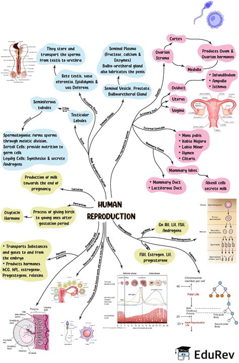 Mind Map Human Reproduction Notes Edurev