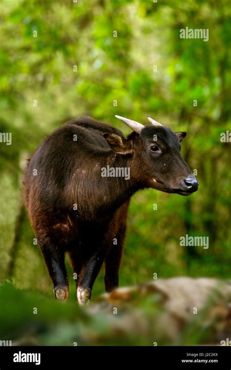 Asia, Indonesia, Sulawesi. Anoa, Bubalus depressicornis, a rare wild ...