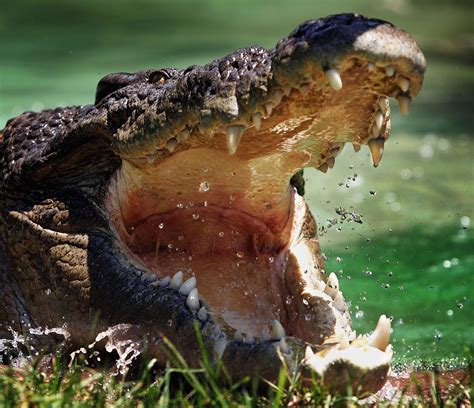 Alligator Bite Wounds