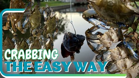 Blue Crab Fishing How To Catch Blue Crabs From The Bank The Easy Way