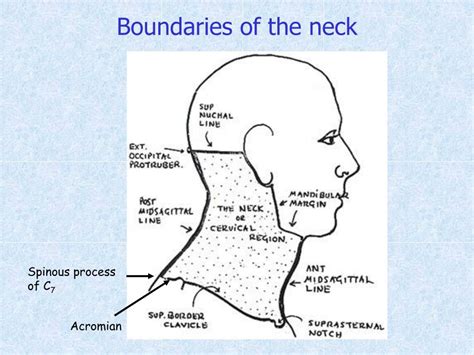 Ppt Triangles Of The Neck Powerpoint Presentation Free Download Id