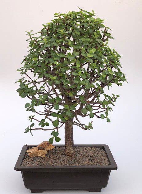 Baby Jade Bonsai Treeportulacaria Afra