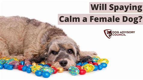 Will Spaying Calm a Female Dog? Spay Problems and Benefits | Dog ...