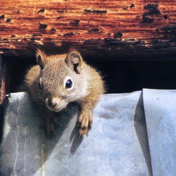 Peek A Boo I See You 2023 Alaska Magazine Photo Contest Sponsored By