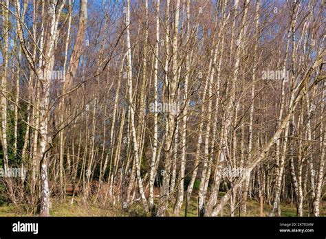 Birch trees garden uk hi-res stock photography and images - Alamy