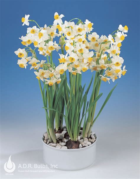 Narcissi Tazetta Paperwhite Chinese Sacred Lily Paperwhite From Adr Bulbs