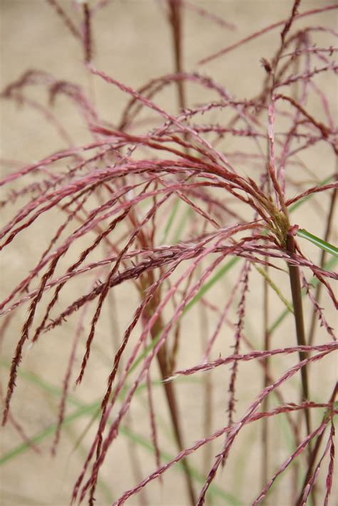 Miscanthus sinensis ‘China’ | Pan Global Plants