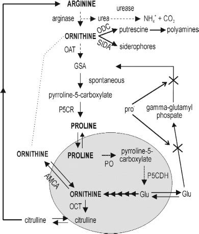 Arginine And Ornithine Metabolism In Fungi The Continuous Lines