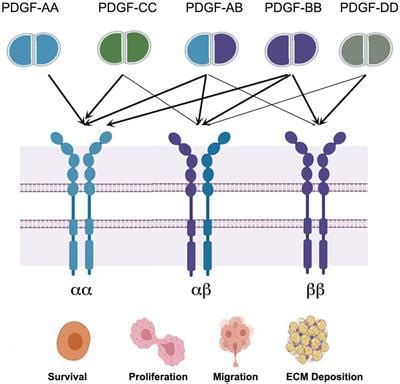 Frontiers Role Of PDGF A B Ligands In Cardiac Repair After Myocardial