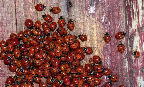 Bug Control: Sealing Boxelder Bugs and Lady Beetles Out | ABC Humane ...