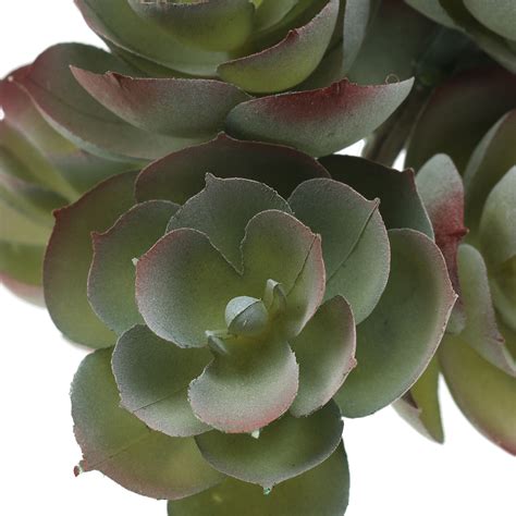 Floristik24 de Sukkulente Echeveria Dunkelgrün 21cm 3St 64886