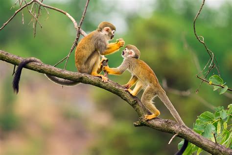 Two Common Squirrel Monkeys Saimiri Sciureus Playing On A Tree Good