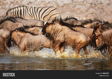 Blue Wildebeest Stampede Stock Photo & Stock Images | Bigstock