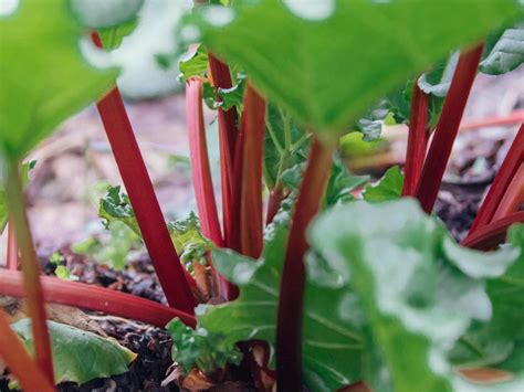 When To Plant Rhubarb Gardening Tips Advice And Inspiration