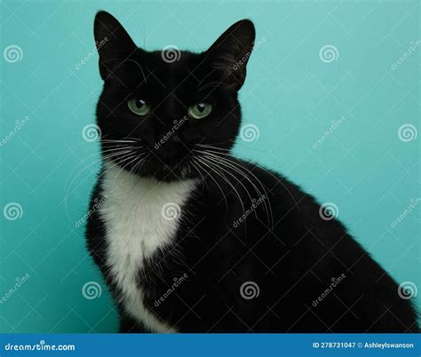 Black And White Kitty Cat With Green Eyes Close Up Portrait Stock Image