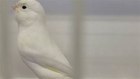 CANARI LIPOCHROME BLANC DOMINANT CHAMPION WHITE CANARY YouTube