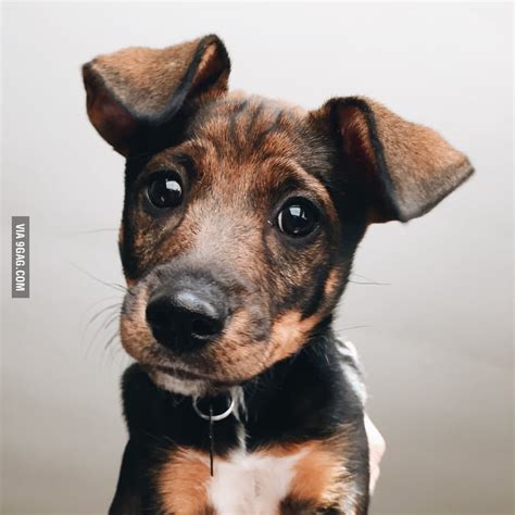 My New Best Friend 9GAG